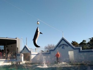 幻象水族馆游戏攻略（探索水中奇迹，畅玩幻象水族馆，攻略精彩玩法）