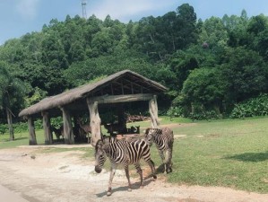 阿卡僵尸动物园攻略（探索神秘的阿卡僵尸动物园，尽情体验生死之间的极限！）