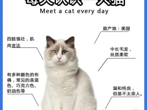 粘人小鹿出装攻略（最新版本出装方案及技巧，助你稳定提升排位！）