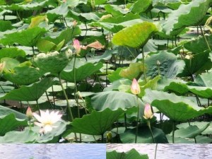 以菩故须苛战争攻略（揭秘菩故须苛战争攻略的1个关键）