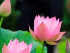 奎因出装及使用攻略（一文教你成为奎因玩家的必备秘籍）