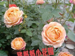 小清晨守约出装顺序攻略（剑气纵横，守夜初生）