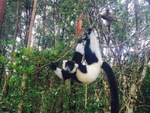 被困狐猴逃生攻略（如何帮助被困的狐猴安全逃生）